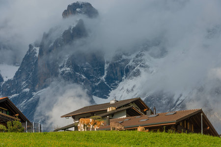 Livestock grazing on green grass near the village houses on the background of rocks and cloudsの写真素材