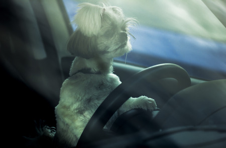 Dog Drivingの写真素材