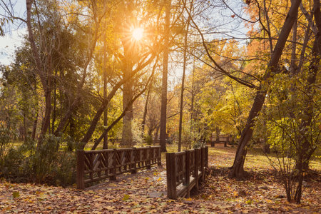 A wooden bridge in an autumn park, bathed in golden sunlight filtering through trees with yellow and orange leaves. The ground is carpeted with dry leaves, creating a serene fall pathway. Ideal for nature, seasonal, and outdoor themes.の写真素材