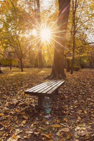 Autumnal landscape backlit in a park covered with dry leaves in shades of ocher and reddish brown, surrounded by trees and plants, as well as an empty bench that invites you to sit down and contemplate the beautiful autumn season.の写真素材