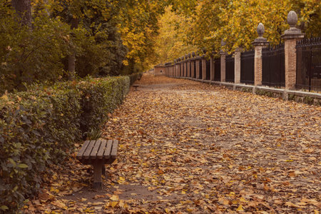 Autumn path in a park covered with fallen leaves in warm orange and brown tones. With trees, a green...