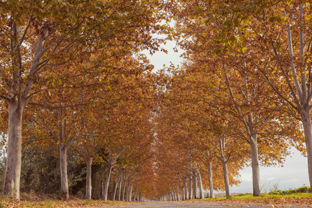 Stunning autumn trail in perspective framed by a tunnel of tall trees with vibrant yellow and orange...