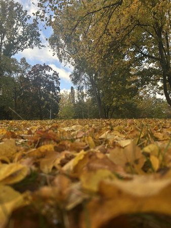 Berlin Germany October 2025 Ground level view of golden fallen leaves with autumn trees and blue sky