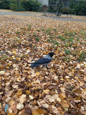 Berlin Germany October 2025 Hooded crow on a carpet of autumn leaves in a city park