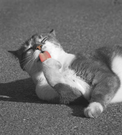 Homeless street cat licking its paw. Cute wild male cat cleaning itself. Cat muzzle and tongue closeup. Stray gray-white tomcat washes paw. Cat tongue after eating. Funny animal, enjoying lifeの写真素材