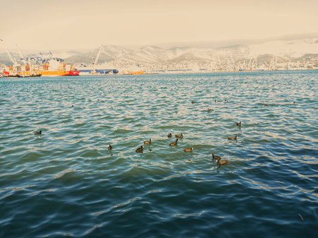 Ducks swim on the surface of the black sea. In the background, boats, barges and other sea transport. Also a mountain range surrounded by clouds.の写真素材