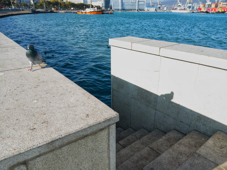 Bird. Descent to the sea, Black sea. Sea transport.