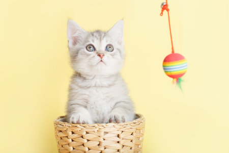 gray playful furry British small cat on a yellow background in a wicker basket with a toy on a stringの写真素材