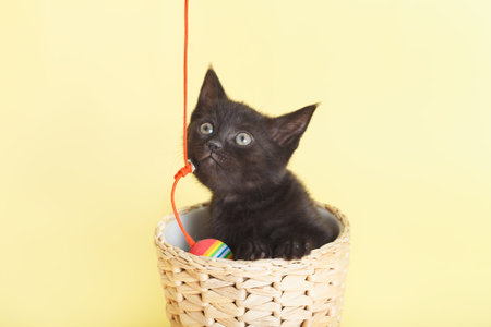 playful black cat in a wicker basket on yellow backgroundの写真素材