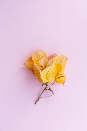 Creative poster postcard, orange Bougainvillea flower on colored background