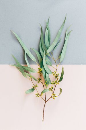 Creative poster, postcard, from dry branch of eucalyptus tree isolated on a grey and pink backgroundの写真素材