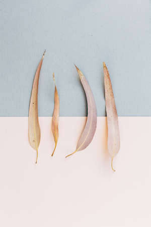 Creative poster, postcard, set of dry eucalyptus leaves on pastel pink and grey backgroundの写真素材