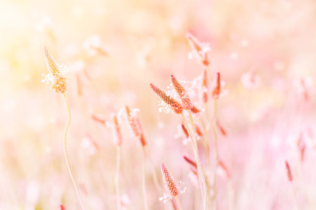  fairy-tale landscape of summer field grasses, tinted pink in sunlight magicの写真素材