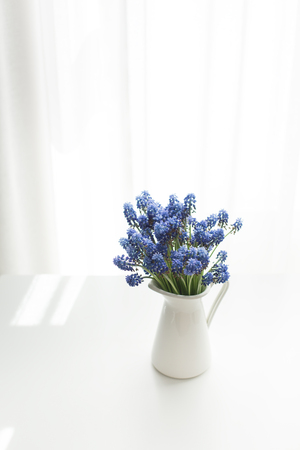 A bouquet of fresh spring Muscari hyacinths in a white jug in front of the window, sunlightの写真素材