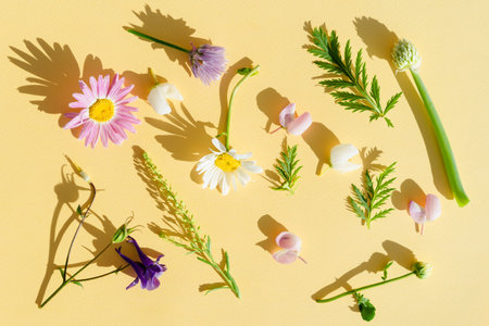 a variety of wild flowers, daisies, Lupin, onion and grass, flat paper yellow background, Botanical...