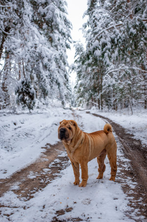 dog breed sharpei on the road in the winter forestの写真素材