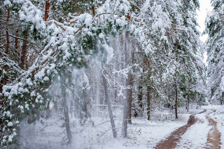 the snow poured off the boughs of a pine in winterの写真素材