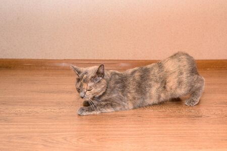 a cat in March requires a male cat. purring, lying on the floor and calling the male. puberty of catsの写真素材