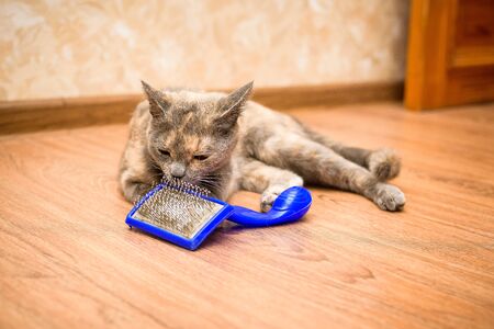 comb for cats from wool. pet care at home. caring for the purity of cat hair. blue comb with wool.の写真素材