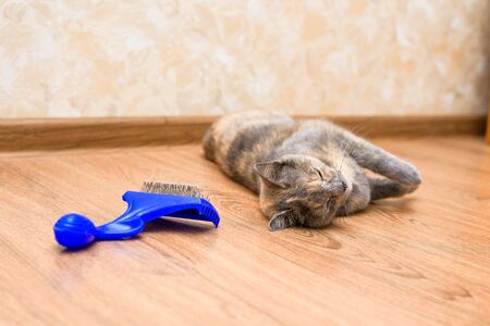 comb for cats from wool. pet care at home. caring for the purity of cat hair. blue comb with wool. the cat is lying next to the comb.の写真素材