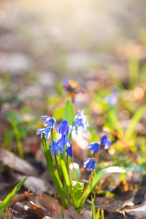 the first spring flowers in the forest. blue snowdrops at sunset. space for text. flower arrangement.の写真素材