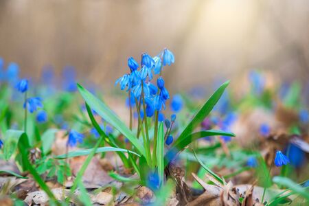 the first spring flowers in the forest. blue snowdrops at sunset. space for text. flower arrangement.の写真素材