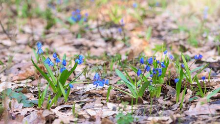 the first spring flowers in the forest. blue snowdrops at sunset. space for text. flower arrangement.の写真素材