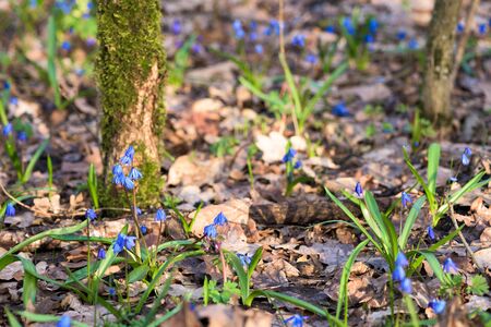 spring first flowering plants snowdrops in the forest in Sunny weather. blue flowers close up against the sun.の写真素材
