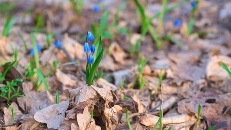 panorama of spring first blooming snowdrops in the forest in Sunny weather. blue flowers close up against the sun.の写真素材