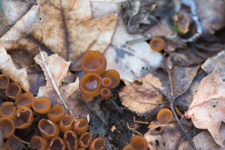 spring mushrooms in a deciduous forest with dew drops . vegetarian food.の写真素材
