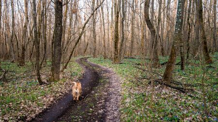 walk with the dog sharpey in the spring forest on the trail. a cheerful friendly dog runs ahead of the personの写真素材