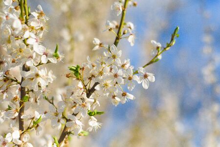 panorama of a blooming spring tree against the blue sky. white cherry flowers are illuminated by the sun. blooming garden on a Sunny day in spring. banner photo.の写真素材