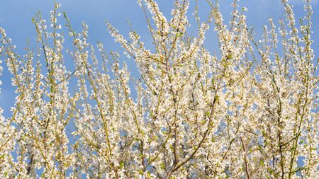 panorama of a blooming spring tree against the blue sky. white cherry flowers are illuminated by the sun. blooming garden on a Sunny day in spring. banner photo.の写真素材