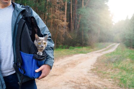 happy cat travels in a backpack with a man in the woods. walking Pets during a virus pandemic . care of Pets. tourist cat with red eyes in the Park.の写真素材