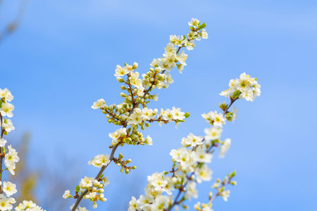 blooming spring tree against the blue sky . white cherry flowers are illuminated by the sun