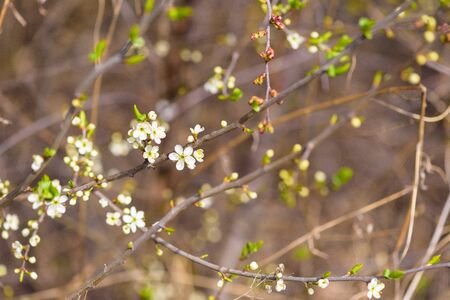 blooming spring tree against the blue sky . white cherry flowers are illuminated by the sunの写真素材