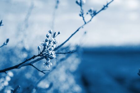 classic blue 2020. leaves of grass in blue tinted. abstract photo for background . macro leaves.の写真素材
