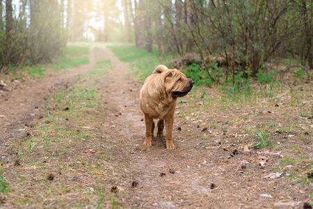 sharpey thoroughbred red cheerful dog in the spring forest, posing for the camera. care of domestic animals. spring walk with a dog in the woods.の写真素材