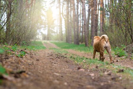 sharpey thoroughbred red cheerful dog in the spring forest, posing for the camera. care of domestic animals. spring walk with a dog in the woods.の写真素材