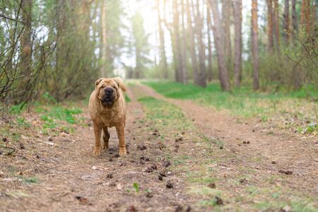 sharpey thoroughbred red cheerful dog in the spring forest, posing for the camera. care of domestic animals. spring walk with a dog in the woods.の写真素材