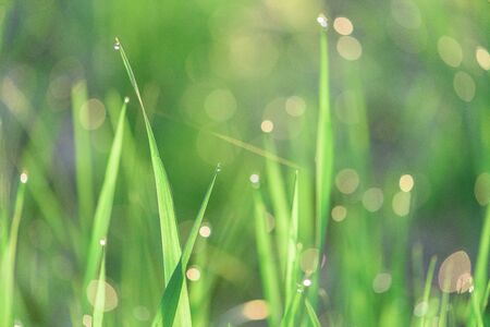 green fresh grass dew drops photo for abstract background. selective focus macro bokeh.の写真素材