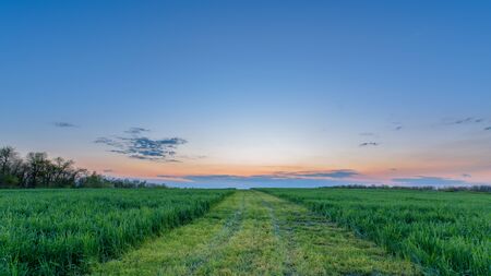 panorama of a green field at sunset blue sky with pink pastel shades of the sky.の写真素材