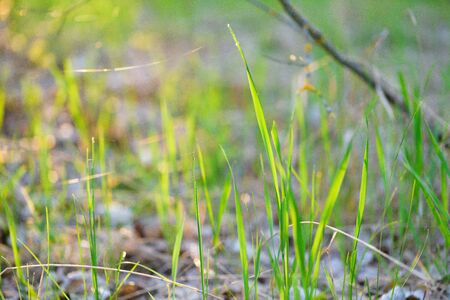green fresh grass dew drops photo for abstract background. selective focus macro bokeh.の写真素材