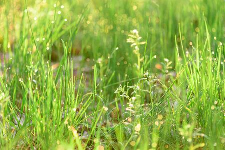 green fresh grass dew drops photo for abstract background. selective focus macro bokeh.の写真素材