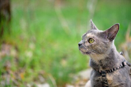 grey cat in nature in the grass yellow eyes large portrait of a cat . place for text green background.の写真素材