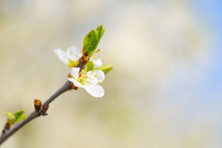 blooming spring tree against the blue sky . white cherry flowers are illuminated by the sunの写真素材