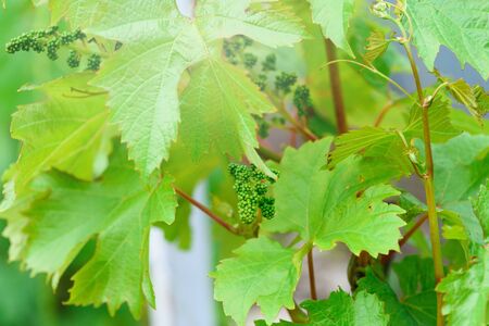 blooming bunch of grapes at the beginning of summer in the vineyard home farm. a bunch of young grapes, grape leaves are highlighted by the sunの写真素材