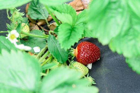 strawberry bushes with ripe red berries in the garden of a home farm. strawberry on the black agrotextile. the sun shining in the corner of the photo. space for text. selective focus.の写真素材