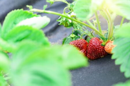 strawberry bushes with ripe red berries in the garden of a home farm. strawberry on the black agrotextile. the sun shining in the corner of the photo. space for text. selective focus.の写真素材