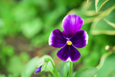 pansies purple flower single on a green background, isolate . close - up of a flower, space for text.の写真素材